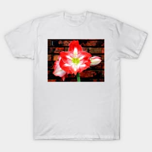 Amaryllis Allure T-Shirt